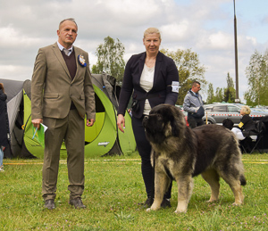 Hodowla owczark�w kaukaskich, kaukazy z Imperial Eriador FCI