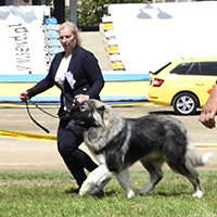 Hodowla owczark�w kaukaskich, kaukazy z Imperial Eriador FCI